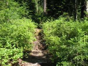 Mt Ray Trail pre-work